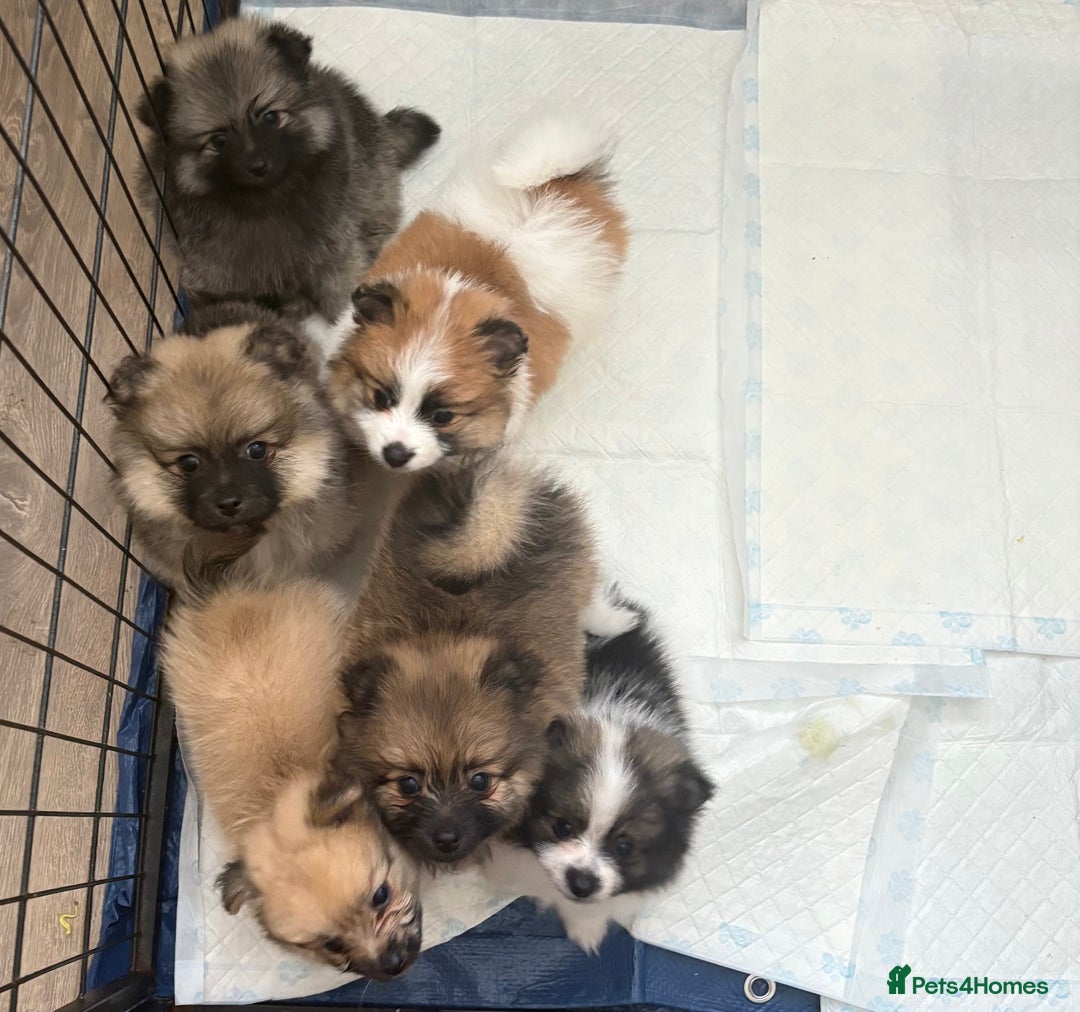 Pomeranian dogs for sale: Pomeranian puppies - Image 8