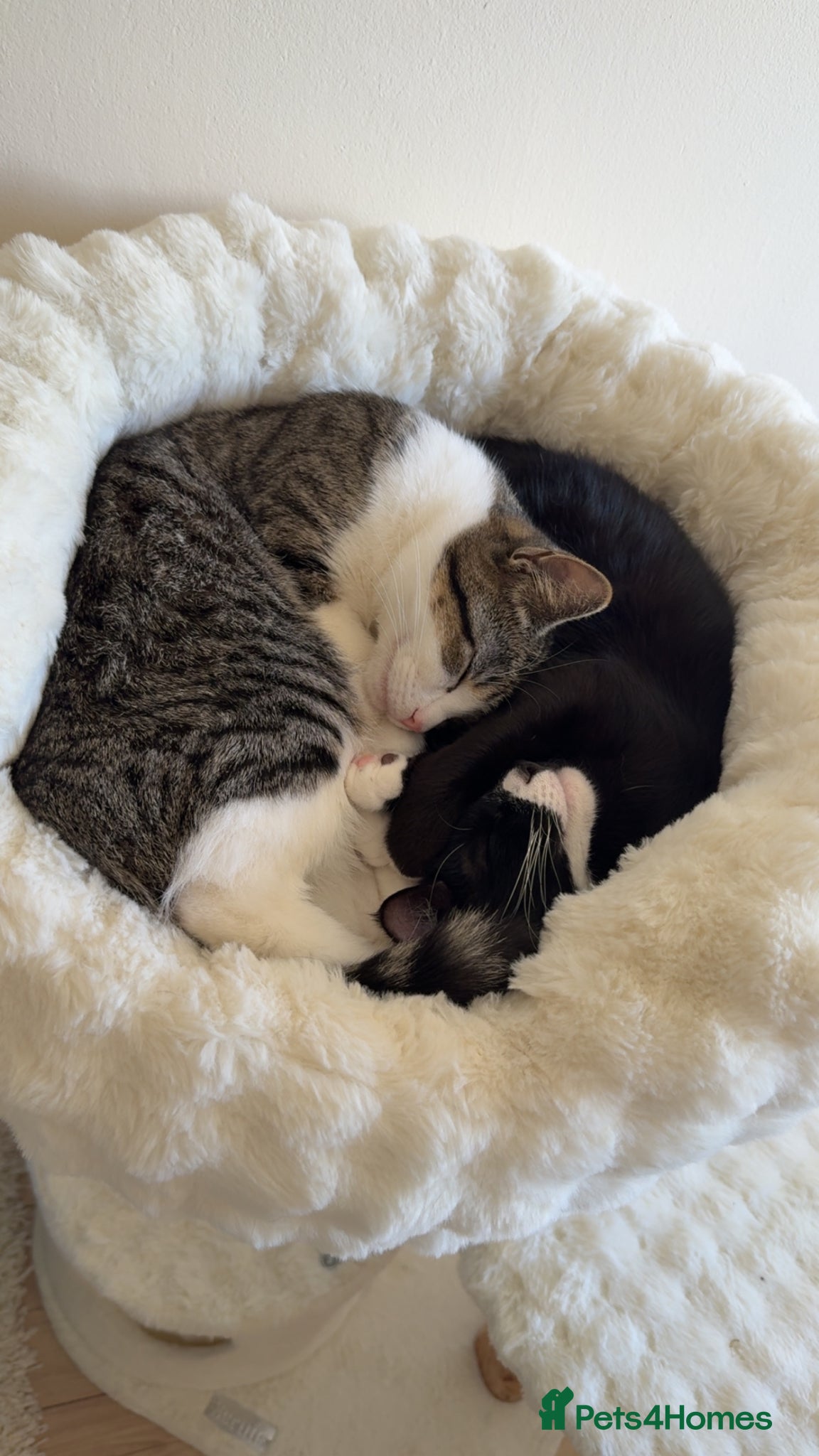 Domestic Shorthair cats X2 8 months old kittens (both girls) - Advert 4