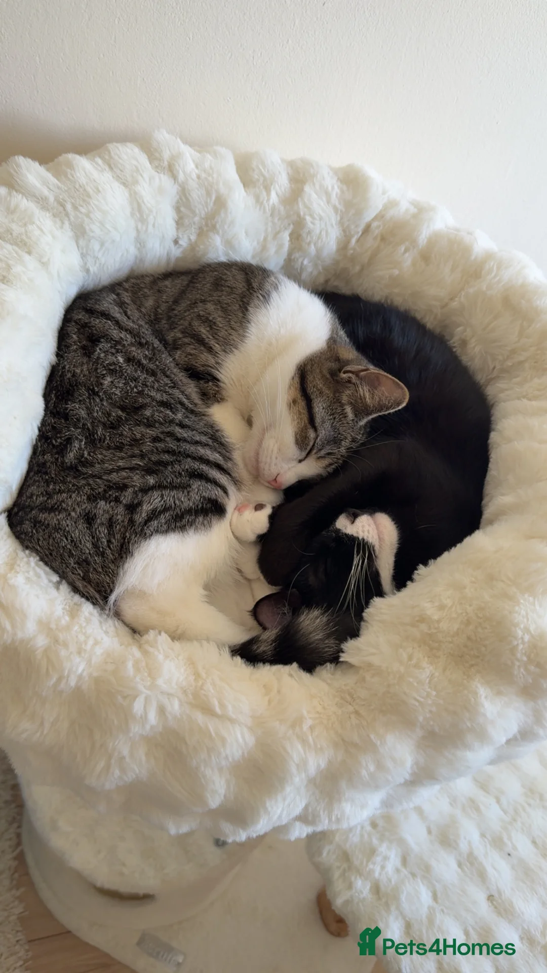 Domestic Shorthair cats for sale: X2 8 months old kittens (both girls) - Advert 1