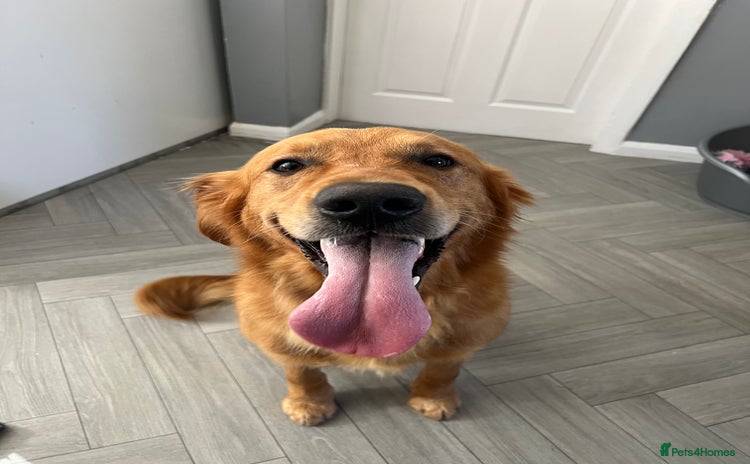 Golden Retriever dogs for stud in Barnsley - Advert 2