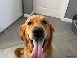 Golden Retriever dogs in Barnsley - Advert 24