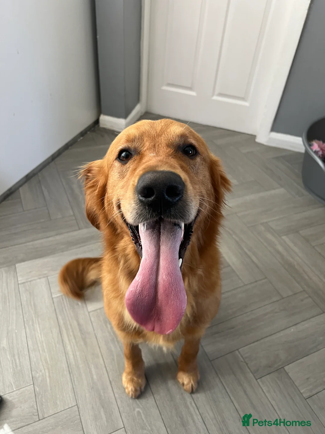 Golden Retriever dogs for stud: Hip & elbow scored health tested proven stud boy  in Barnsley - Advert 4