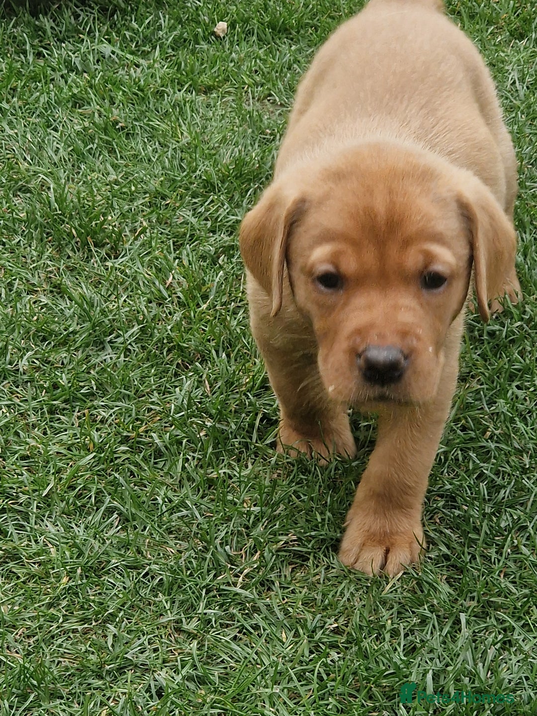 Labrador Retriever dogs for sale: Adorable 8 Puppies FOX RED Labrador, KC registered - Image 11