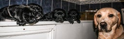 Mixed Breed dogs for sale: Labrador X pups 2 girls left !  - Advert 4