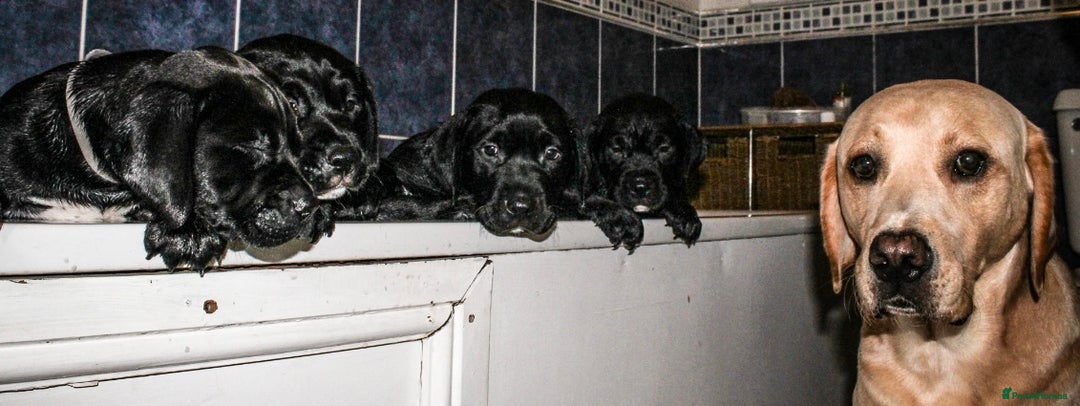 Mixed Breed dogs for sale: Labrador X pups 2 girls left !  - Advert 4