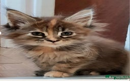 Maine Coon cats for sale: 💗Stunning maincoon kitten willow 💗 - Image 8