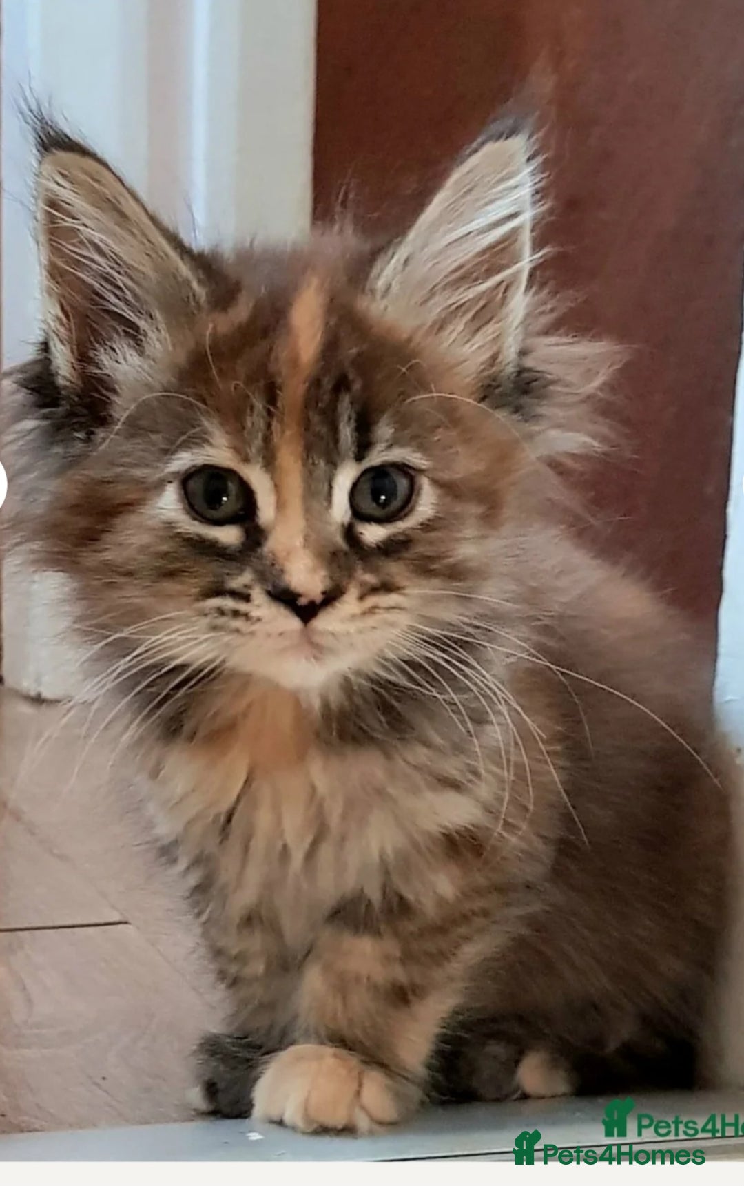 Maine Coon cats for sale: 💗Stunning maincoon kitten willow 💗 - Image 8