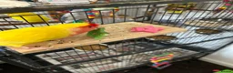 Lovebirds birds for sale: Peach faced lovebird  - Advert 12