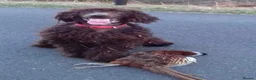 Irish Water Spaniel dogs for stud: Irish water spaniel for stud - Advert 4