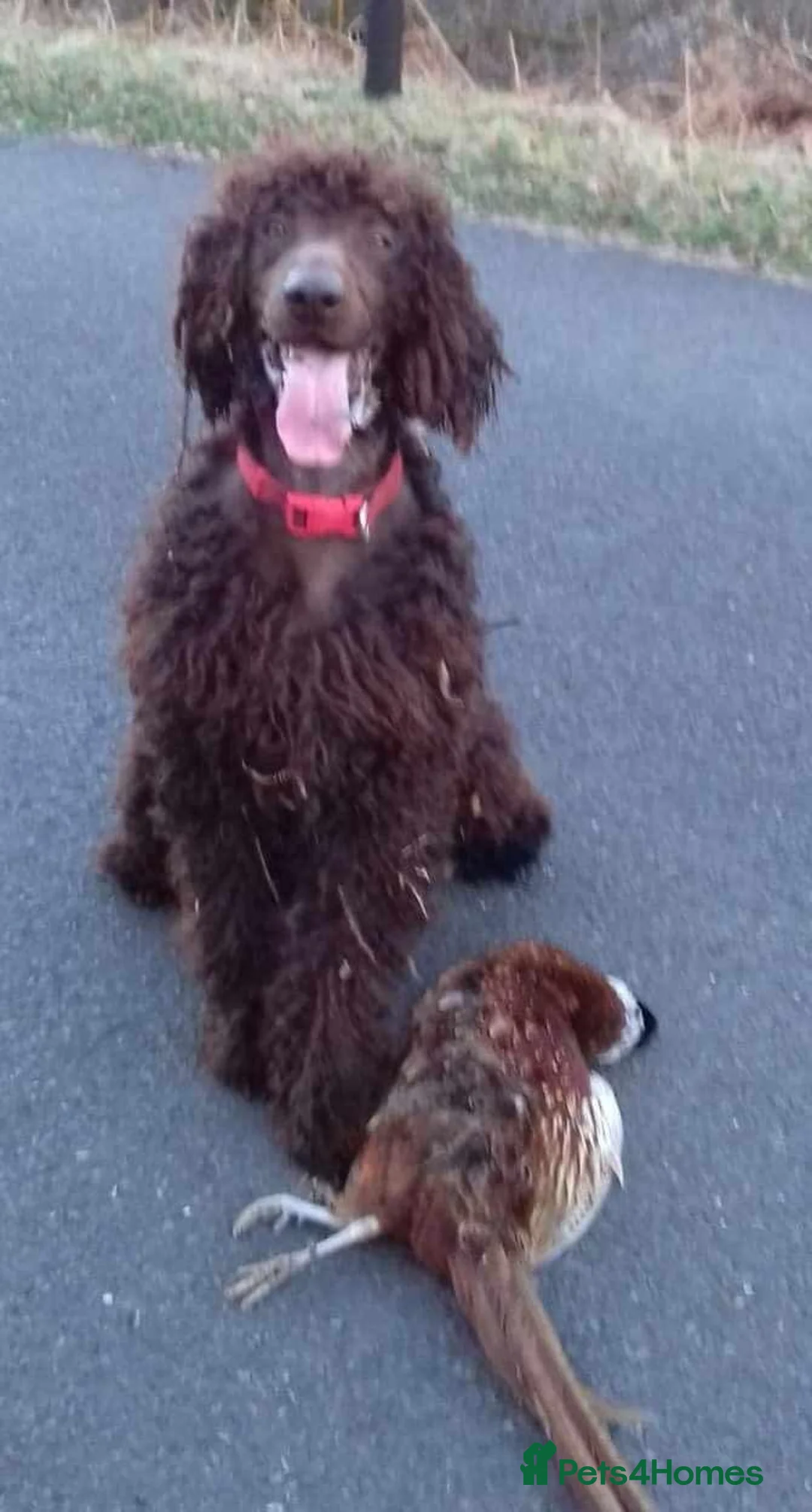 Irish Water Spaniel dogs for stud: Irish water spaniel for stud - Advert 4
