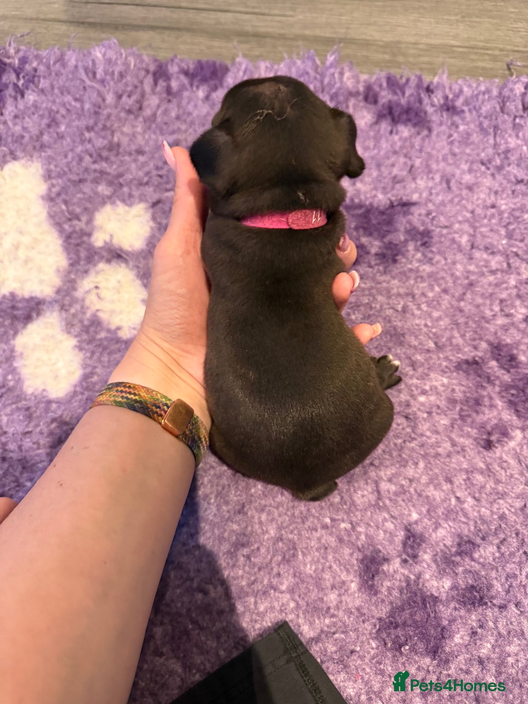 Mixed Breed dogs for sale: Frenchtons - Boston Terrier x Frenchie - Image 29