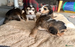 Cocker Spaniel dogs for sale: Beautiful sable puppies - Image 3