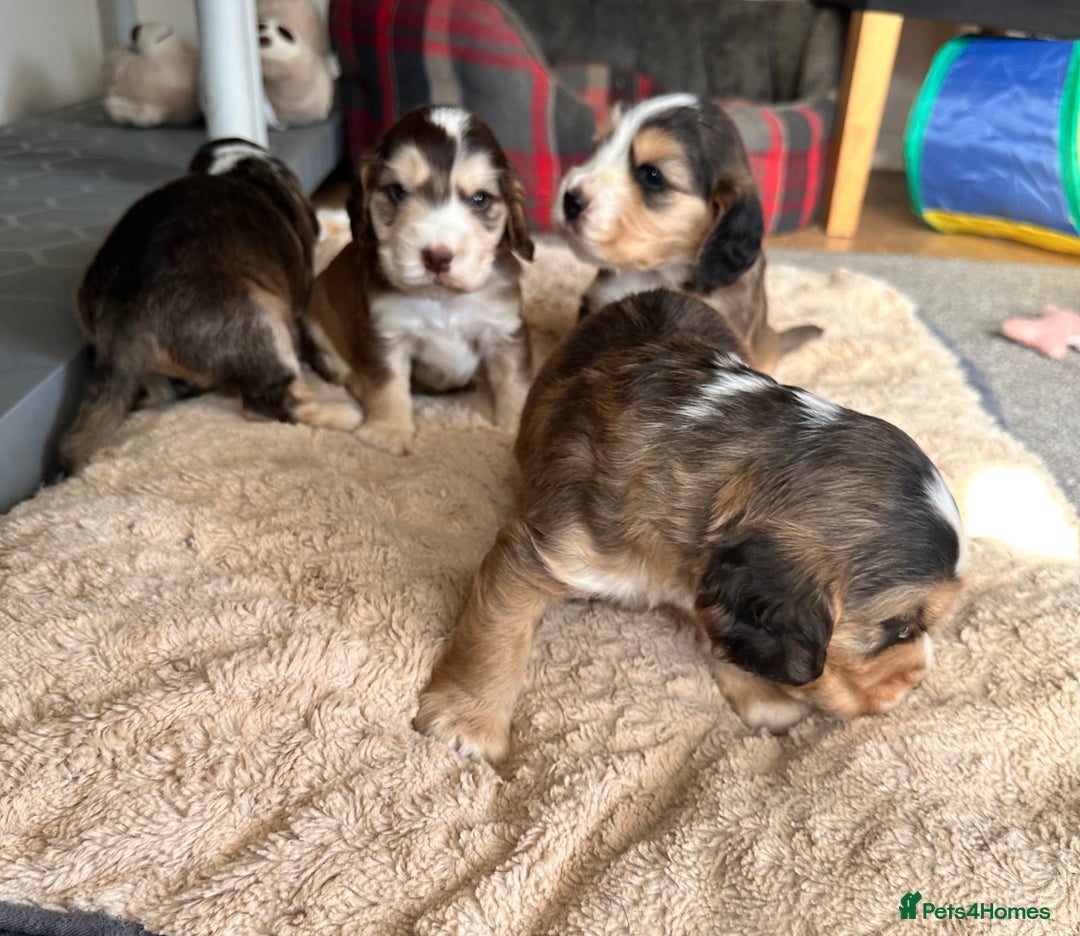 Cocker Spaniel dogs for sale: Beautiful sable puppies - Image 3