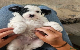 Cockapoo dogs for sale: Lyn Marie Pressley  - Image 1