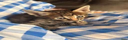 Mixed Breed cats for sale: Savannah cross kittens  - Advert 13