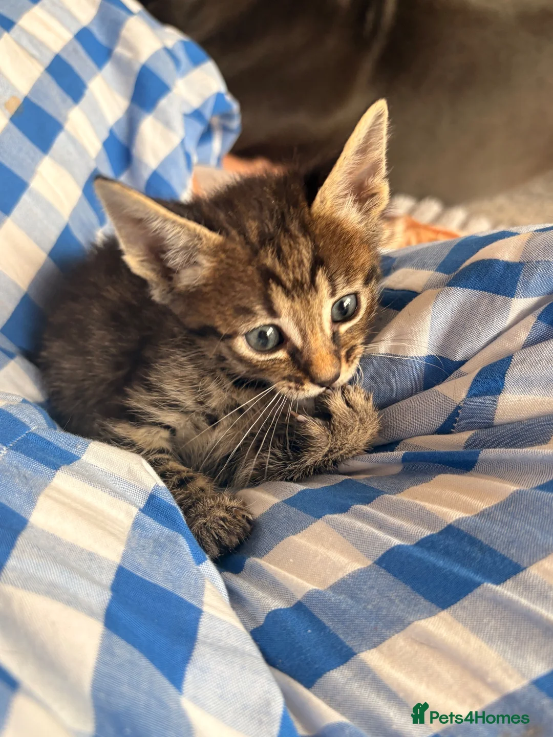 Mixed Breed cats for sale: Savannah cross kittens  - Advert 13