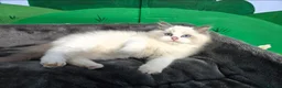 Ragdoll cats for sale: Amazing Ragdoll Babies  in Hartlepool - Advert 9