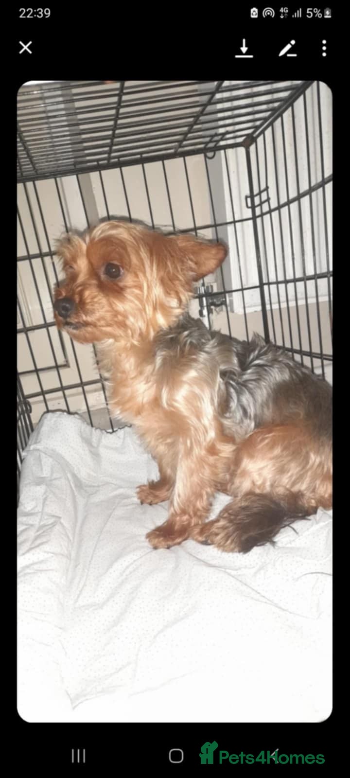 Yorkshire Terrier dogs Yorkshire puppies/ black and tan  - Advert 2
