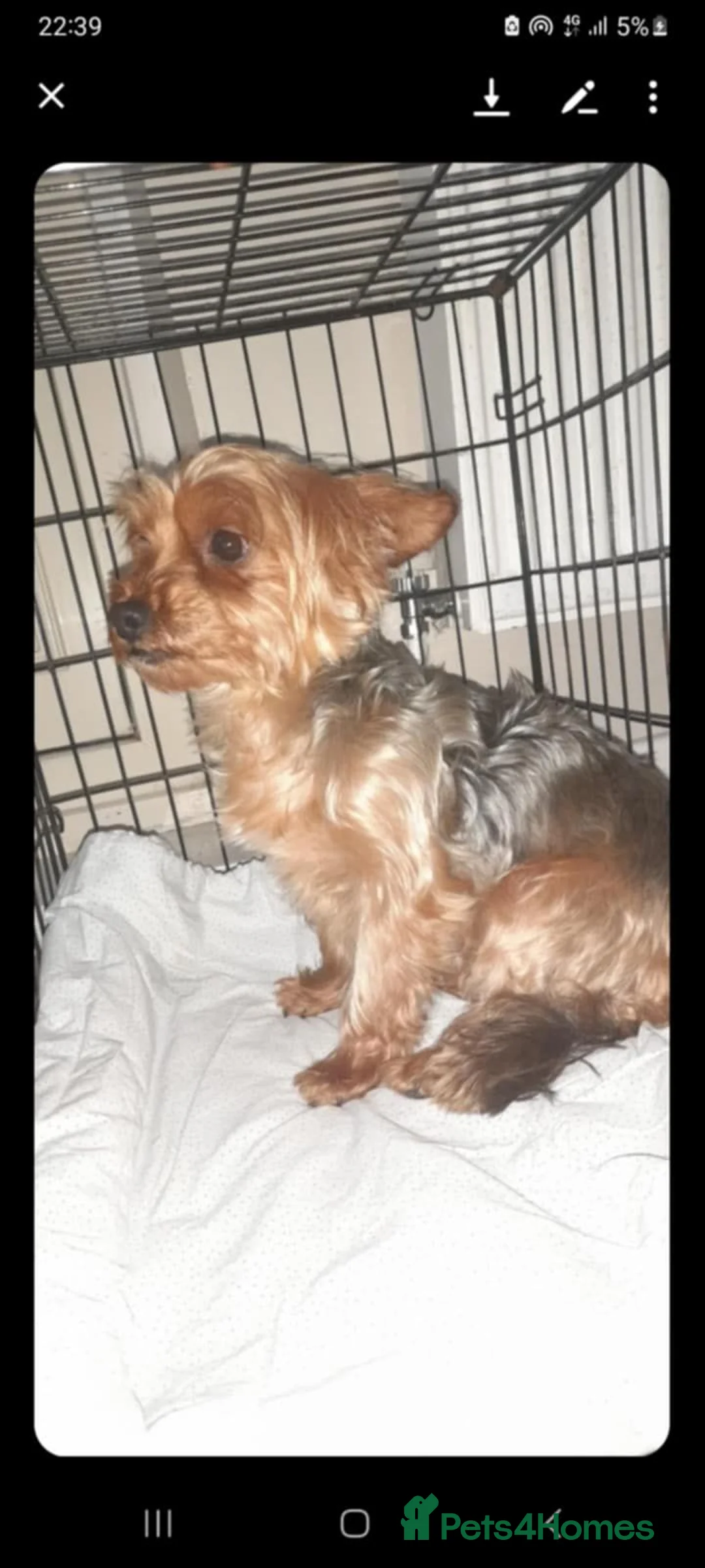Yorkshire Terrier dogs for sale: Yorkshire puppies/ black and tan  - Advert 1