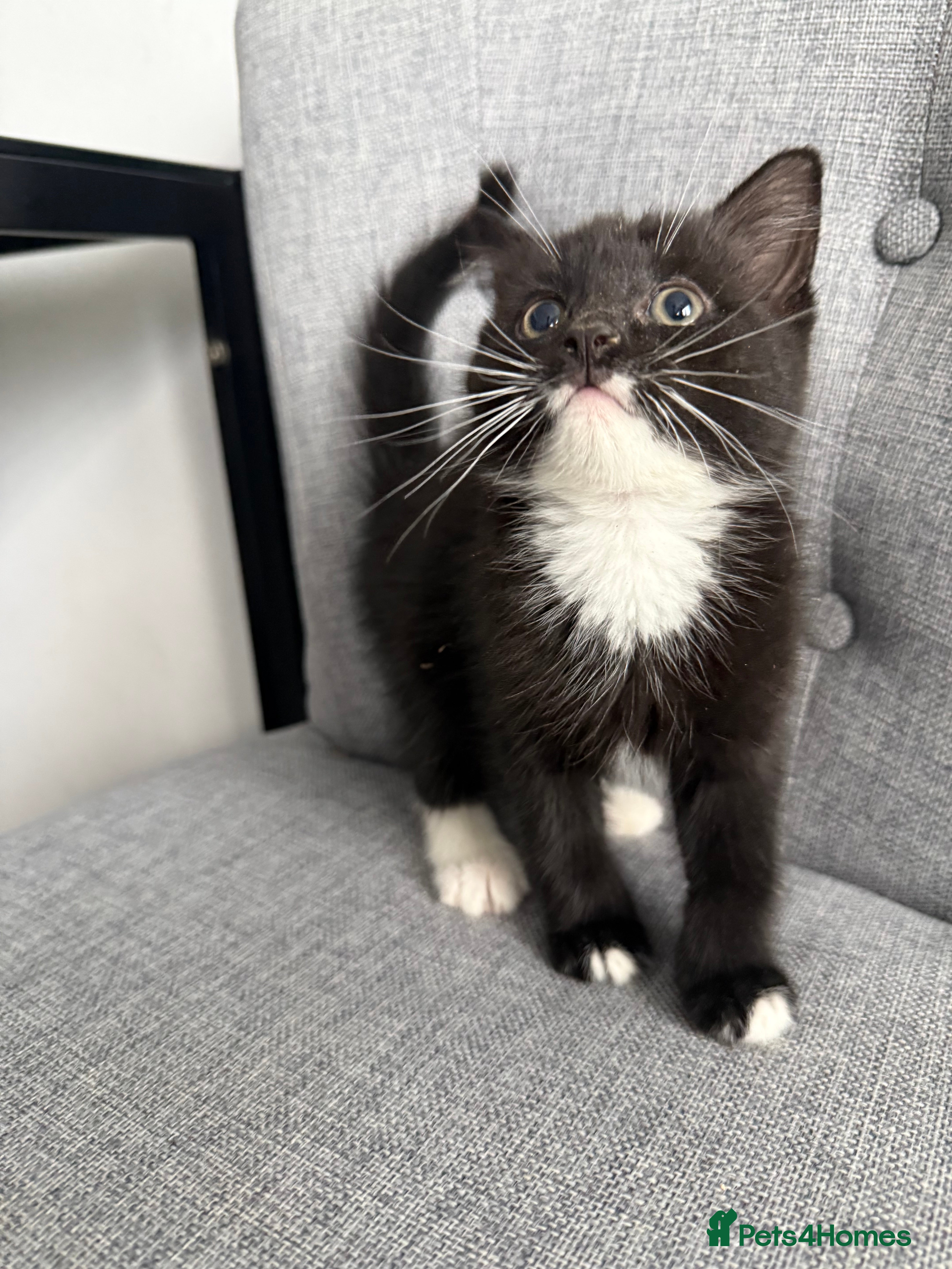 Mixed Breed cats Kittens are ready to go to new homes  - Advert 17