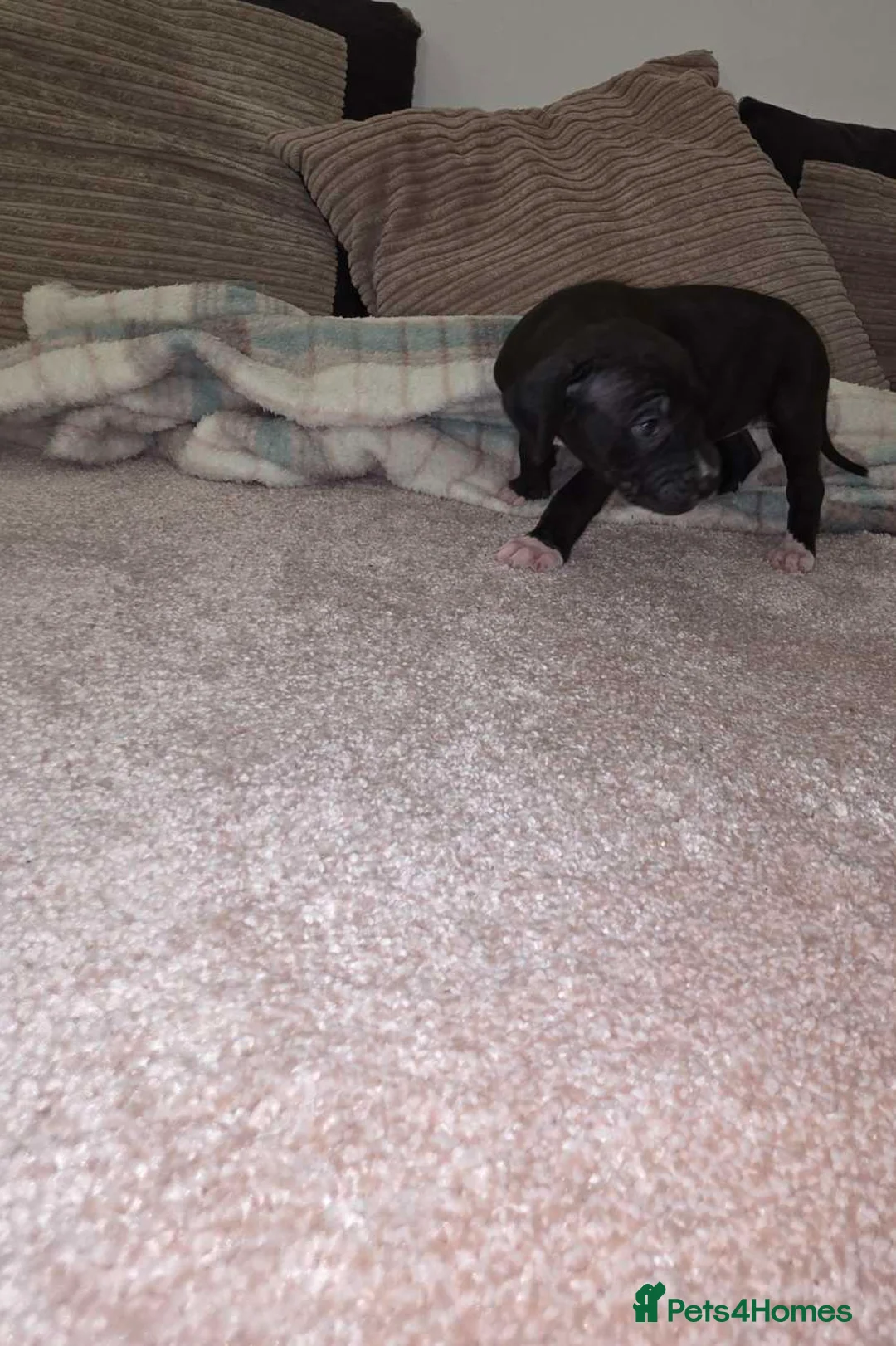 Presa Canario dogs for sale: Dual Purpose Presa Canario Puppies for Homing - Advert 7