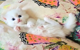 Persian cats for sale: Rare SHORT LEG Persian - Image 6