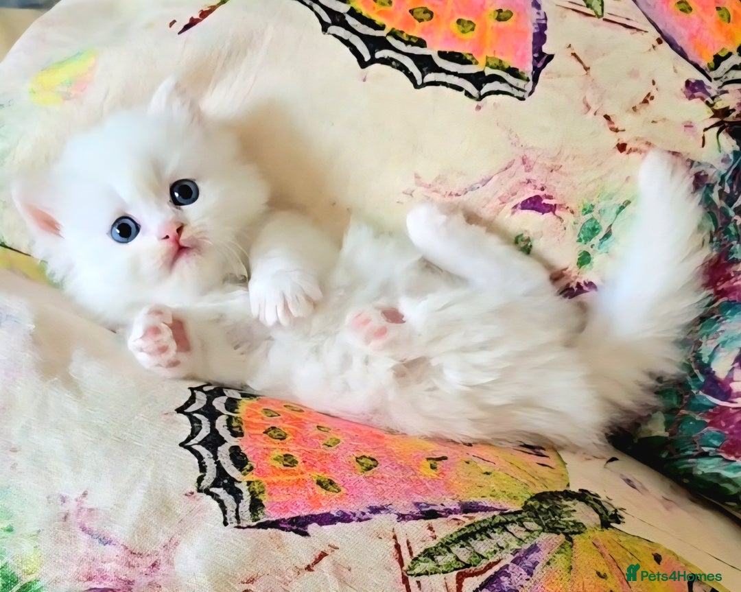 Persian cats for sale: Rare SHORT LEG Persian - Image 6