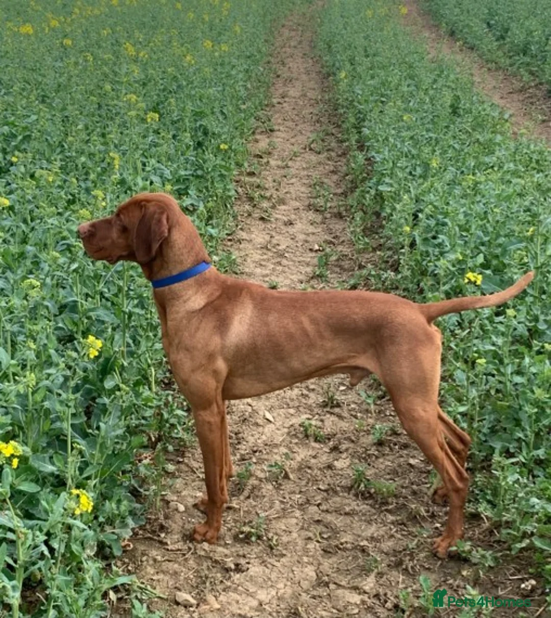 Hungarian Vizsla dogs for stud: Hungarian Vizsla for stud! in Llantwit Major - Advert 18