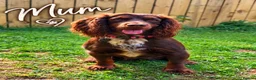 Cocker Spaniel dogs for sale: Gorgeous Male Cocker Spaniel Puppies for Sale - Advert 1