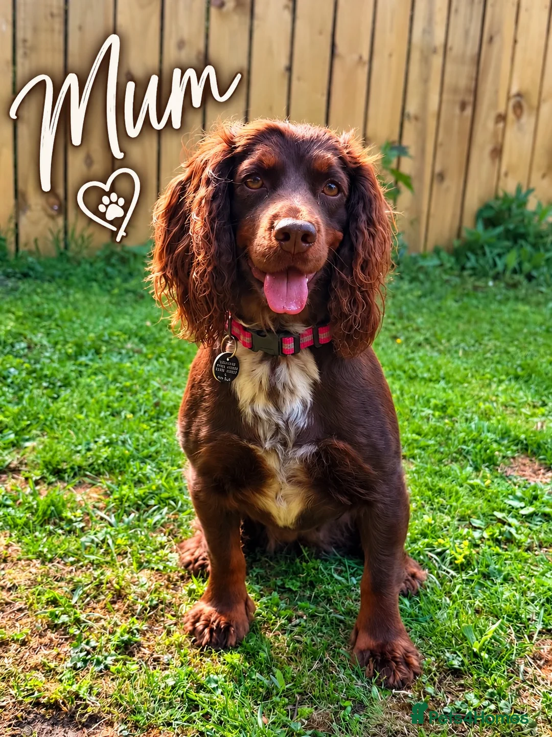 Cocker Spaniel dogs for sale: Gorgeous Male Cocker Spaniel Puppies for Sale - Advert 1