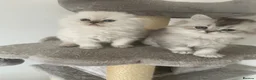 Scottish Fold cats for sale: Adorable Scottish Fold Kittens - Advert 32