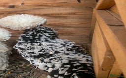 Hens poultry for sale: 2x polish frizzle - Image 2