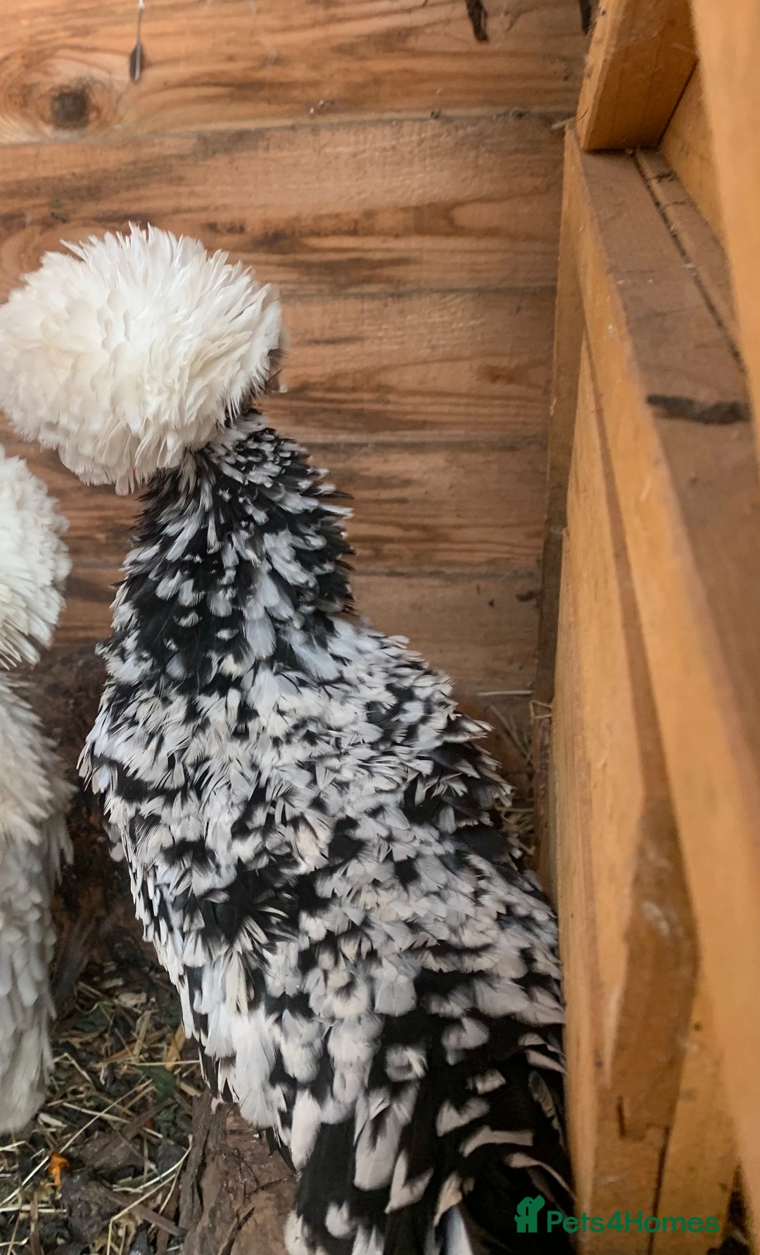 Hens poultry for sale: 2x polish frizzle - Image 2