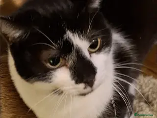 Domestic Shorthair cats 💕 A Loving Young Cat Looking for Her Forever Home - Advert 1