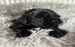Shihpoo dogs for sale: Beautiful shihpoo puppies - Advert 9