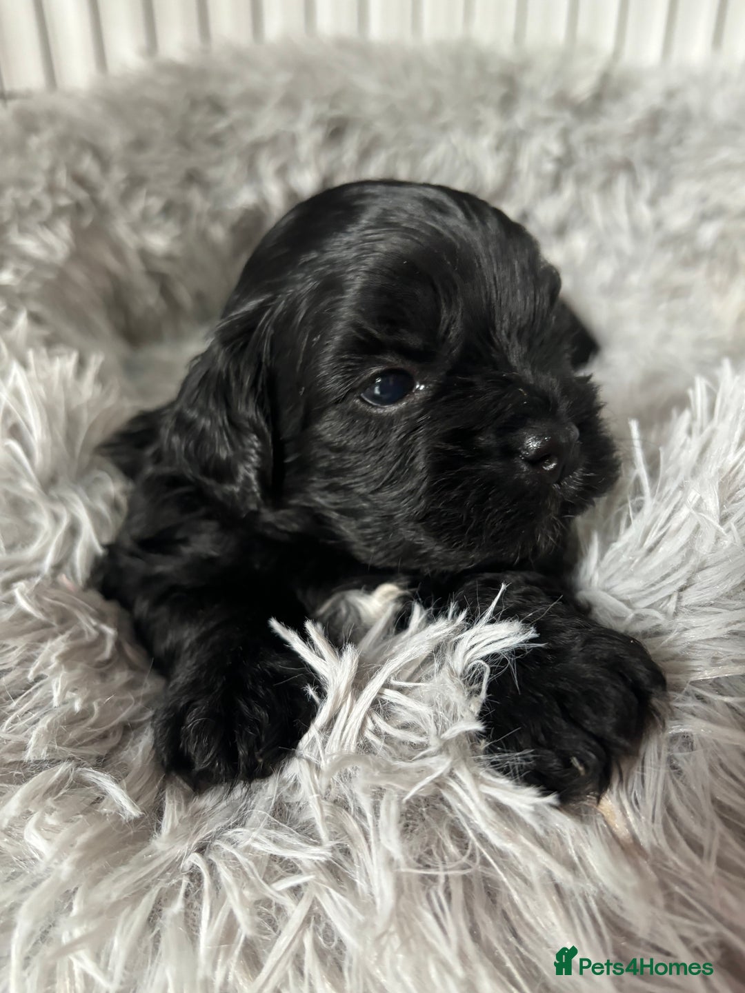Shihpoo dogs for sale: Beautiful shihpoo puppies - Advert 9
