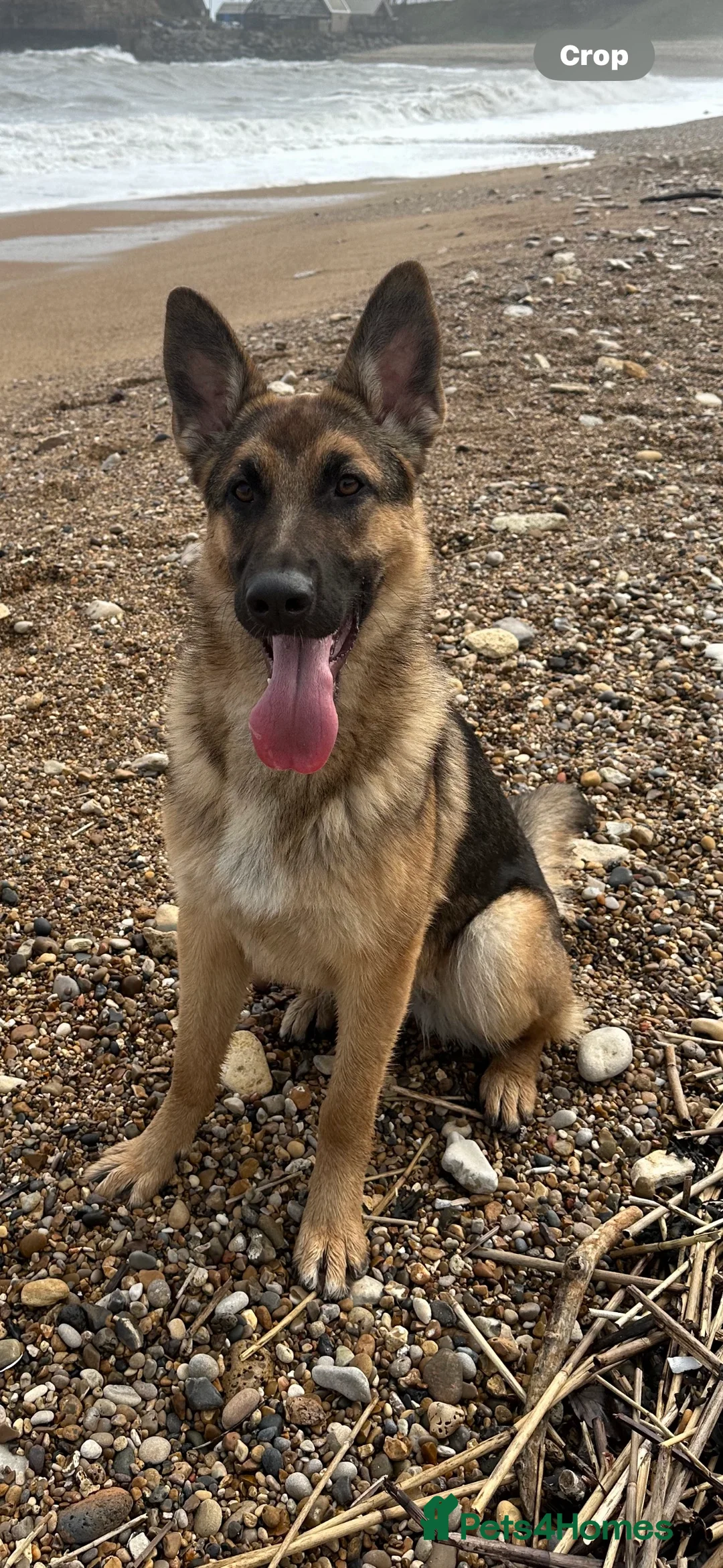 Shepsky dogs for sale: German Shepherd x Husky SHEPSKY - Advert 6