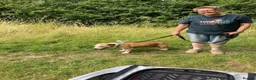 Mixed Breed dogs for adoption: GRANDPA - could you be his hero? - Advert 7