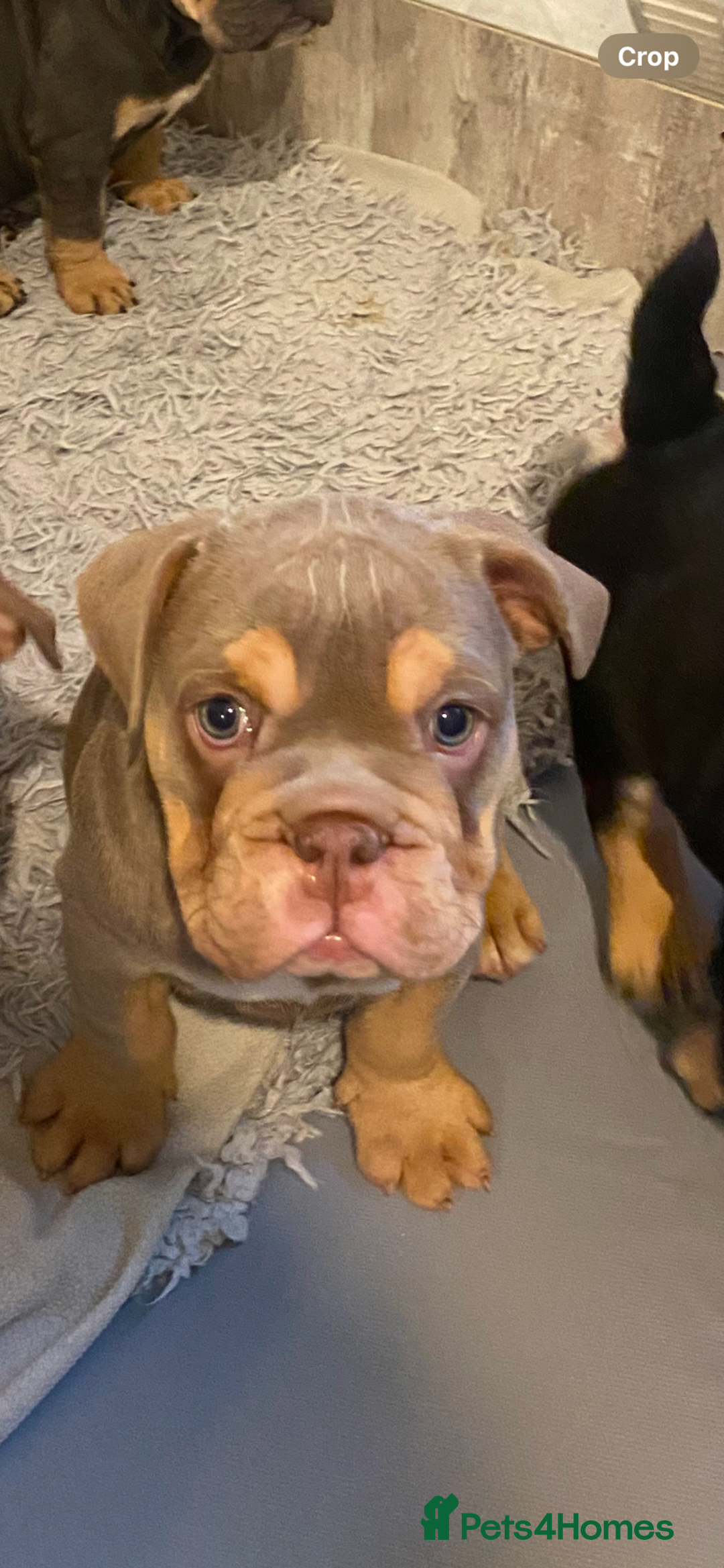 English Bulldog dogs for sale: Pedigree English bulldogs top-lines (7 weeks old)  - Image 28