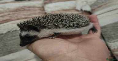 Pygmy Hedgehog rodents - Advert 3
