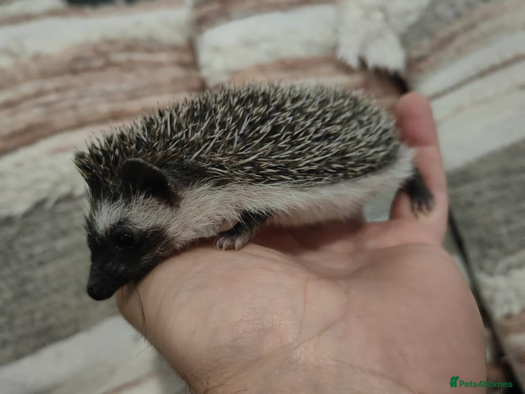 Pygmy Hedgehog rodents for sale: Beautiful male african pygmy hedgehog  - Image 3