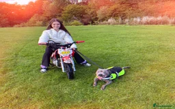 Staffordshire Bull Terrier dogs for sale: Beautiful Staffordshire Bull pups  - Image 13