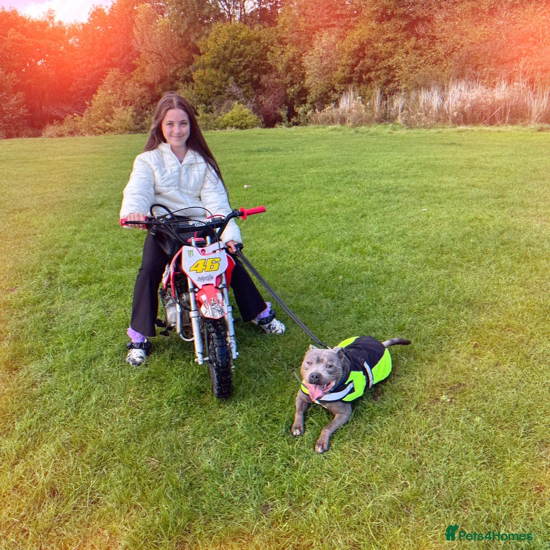 Staffordshire Bull Terrier dogs for sale: Beautiful Staffordshire Bull pups  - Image 13