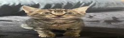Mixed Breed cats for sale: Toast  in Telford - Advert 3