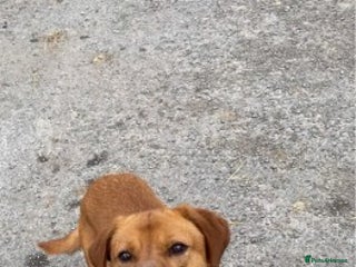 Labrador Retriever dogs in Redcar - Advert 6