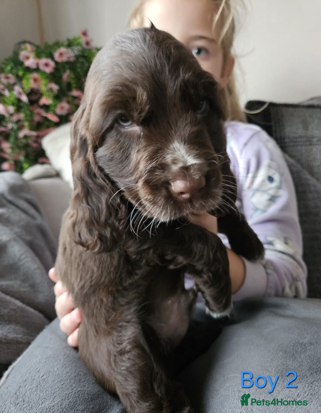 Cocker Spaniel dogs for sale: stunning show cockers - Image 2
