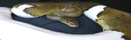 Python Snake reptiles for sale: Ball Pythons Read Description - Advert 11
