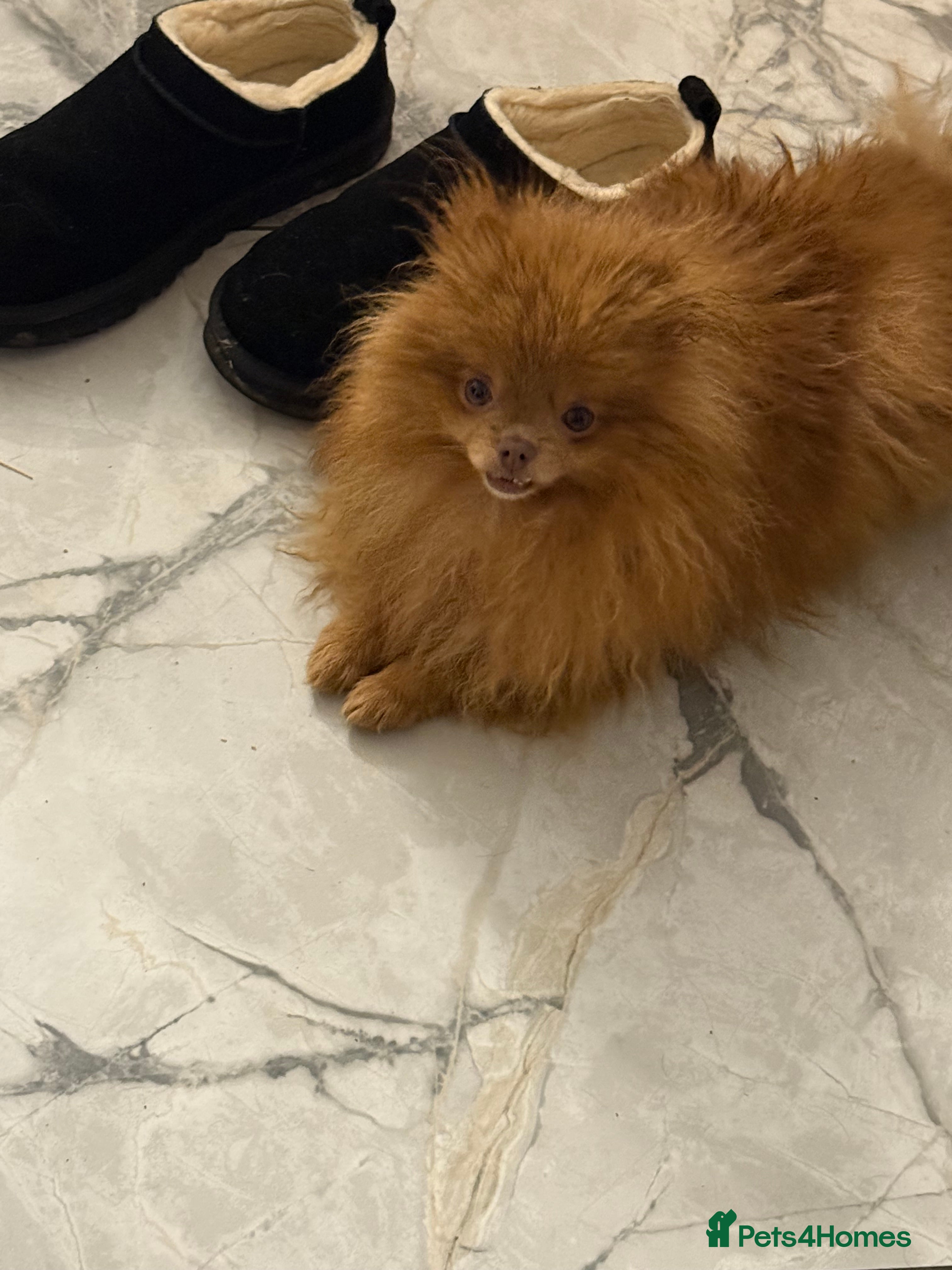 Pomeranian dogs Beautiful Chocolate Sable Girl Kc - Advert 1