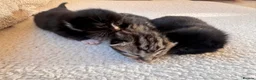 Mixed Breed cats for sale: Lovely little kittens in Derby - Advert 6