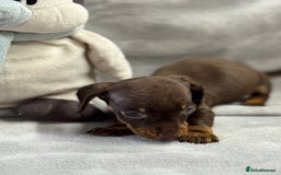Miniature Dachshund dogs for sale: Miniature dachshund  - Image 24